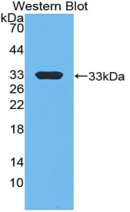 EP300 / p300 Antibody (aa2124-2397)