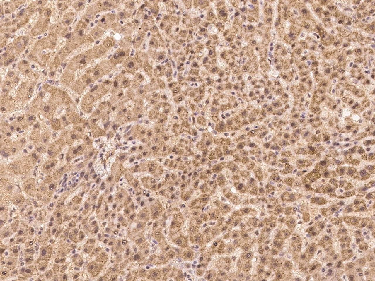 USP36 Antibody