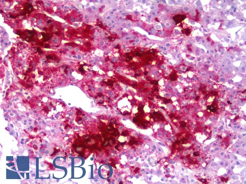 IHC-plus™ Monoclonal Mouse anti-Human Neuropeptide Y / NPY Antibody (clone 3H2, IHC, WB)