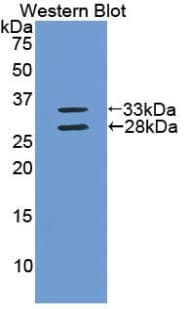 Polyclonal Rabbit anti-Mouse APOA1 / Apolipoprotein A 1 Antibody (Cy3, aa25-264, WB)