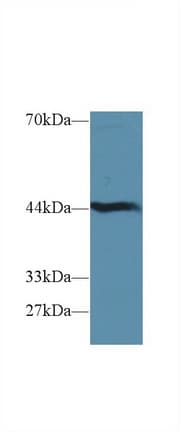 HAO1 Antibody (aa113-369)