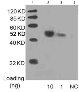 His Tag Antibody (clone 6G2A9, HRP)