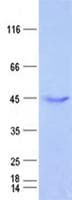 Human DCAF4L1 Protein (Recombinant His, N-Terminal)
