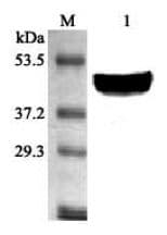 FADS1 Antibody (aa21-33)