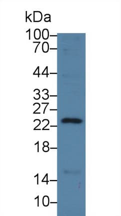 REG3G Antibody (aa39-175, PE)