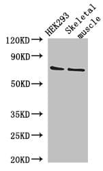 Polyclonal Rabbit anti-Human EFCAB7 Antibody (IHC, IF, WB)