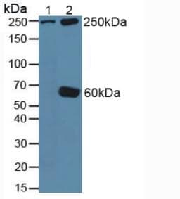 TLN1 / Talin 1 Antibody (aa975-1181, APC)