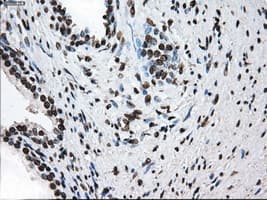 KIAA0153 / TTLL12 Antibody (clone OTI4B2)