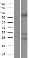 Human ATXN7 / SCA7 / Ataxin-7 Protein (Over-Expression Lysate Myc-DDK (Flag))