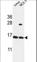 SPRR1A Antibody (aa61-89)