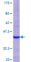 Human HM13 / IMP-1 / SPP Protein (Recombinant GST)