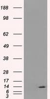 Monoclonal Mouse anti-Human ID3 Antibody (clone OTI12C7, IHC, IF, WB)