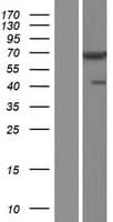 Human CHFR Protein (Over-Expression Lysate Myc-DDK (Flag))