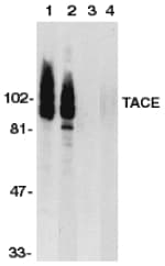 ADAM17 / TACE Antibody