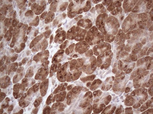 GABRA5 Antibody (aa32-259, clone OTI3H7)