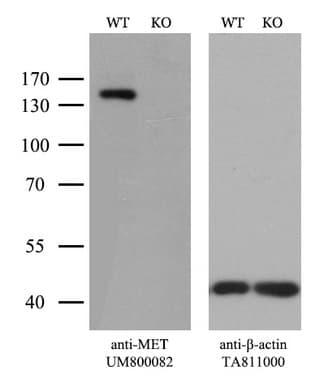 Monoclonal Mouse anti-Human c-Met Antibody (clone UMAB190, Carrier-free, aa570-885, IHC, IF, WB)