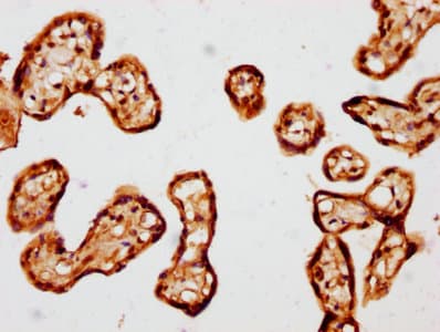 TEAD1 Antibody (aa135-215)