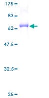 Human CDK13 / CDC2L5 Protein (Recombinant GST)
