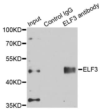 ELF3 / ESE1 Antibody