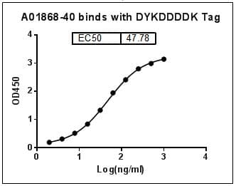 Monoclonal Rabbit DYKDDDDK Tag Antibody (clone 114F12C8, WB)