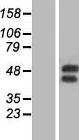 CSF2RA / CD116 Protein (Over-Expression Lysate Myc-DDK (Flag))