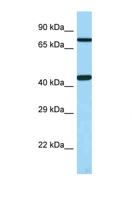 UTS2R / GPR14 Antibody (aa203-252)