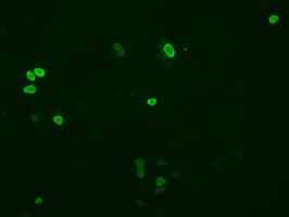 XRCC1 Antibody (clone OTI3C3)