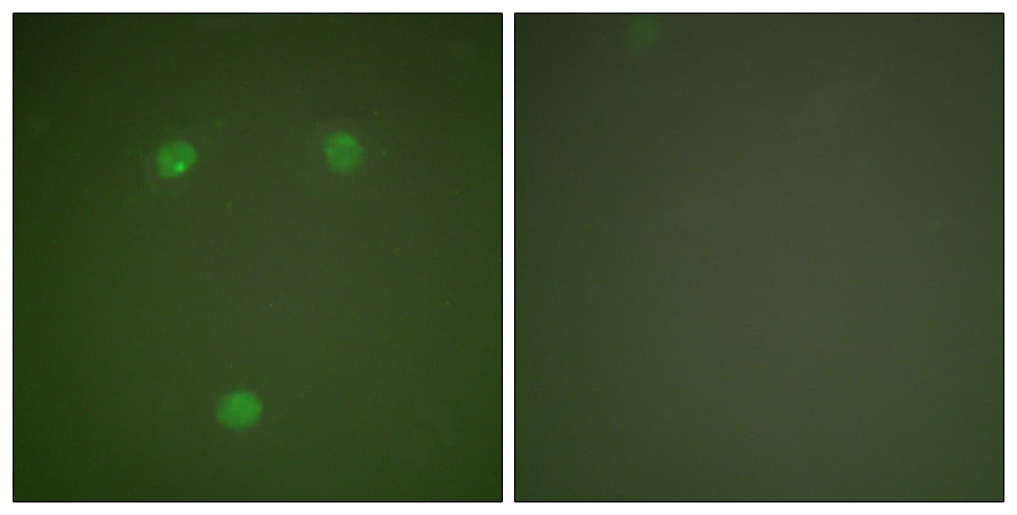 DDIT3 / CHOP Antibody (aa91-140)