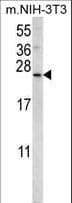 SNX24 Antibody (aa14-43)