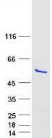 Human NLE1 Protein (Recombinant Myc-DDK (Flag))