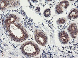 PSMA4 Antibody (clone OTI1H10)