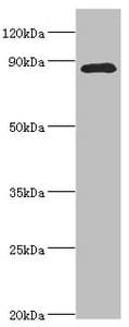 CDC5 / CDC5L Antibody (aa563-802)