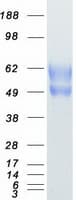 Human TPBG / 5T4 Protein (Recombinant Myc-DDK (Flag))