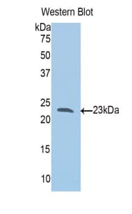 SLIT1 Antibody (aa647-835, Biotin)