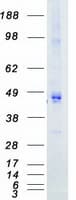Human PDK4 Protein (Recombinant Myc-DDK (Flag))