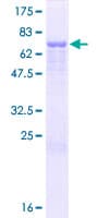 Human HSPA13 Protein (Recombinant GST)