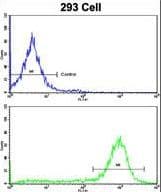 ESRRA / ERR Alpha Antibody (aa131-159)