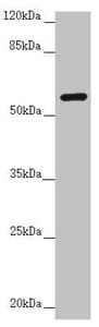 Translokin / CEP57 Antibody