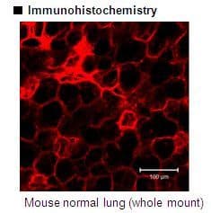 PDPN / Podoplanin Antibody (clone 8F11)