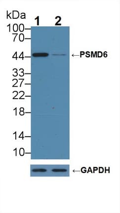 PSMD6 Antibody (aa1-389)