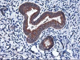 HMOX2 / Heme Oxygenase 2 Antibody (clone OTI1C2)