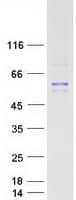 Human PIK3R1 / p85 Alpha Protein (Recombinant Myc-DDK (Flag))