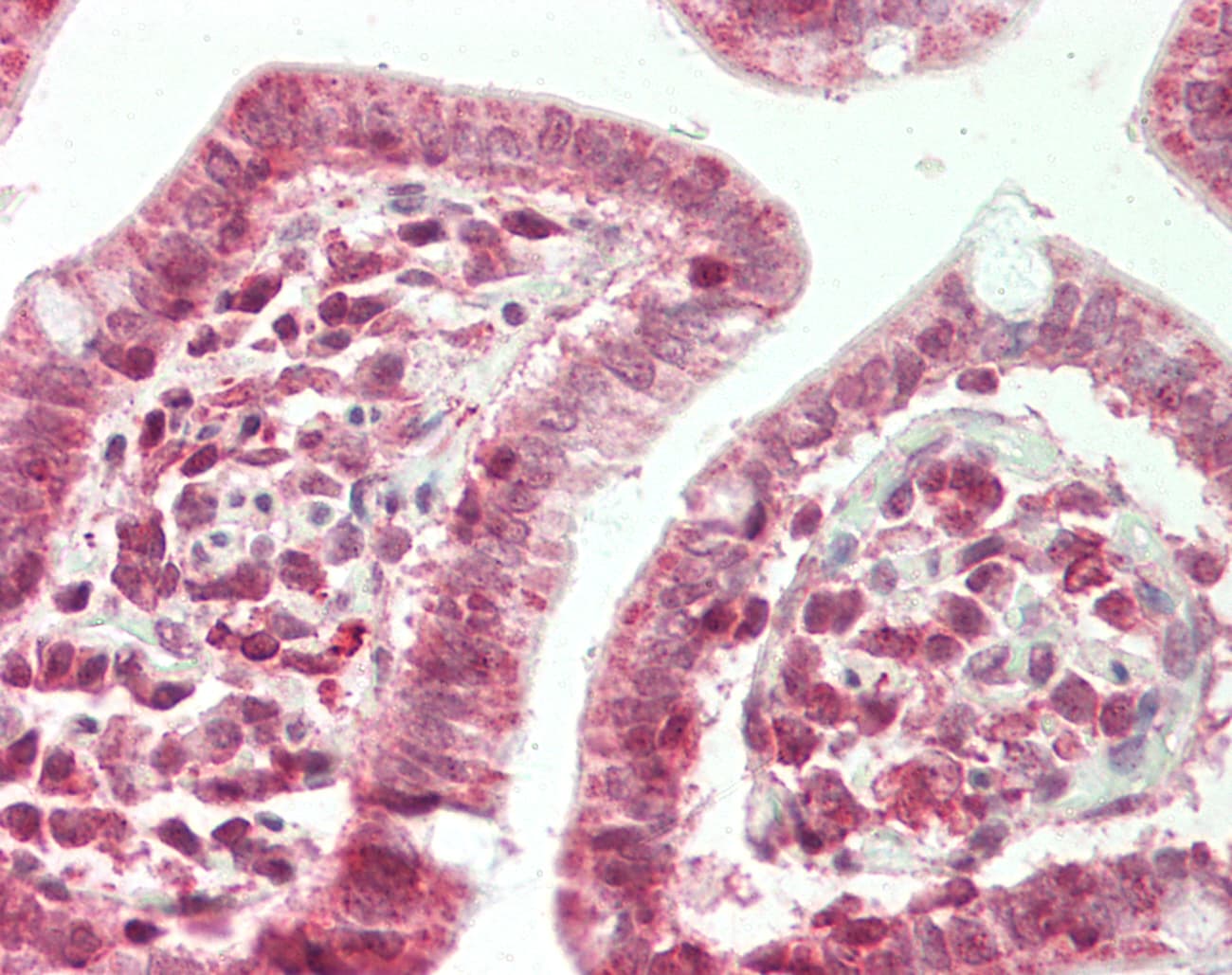 ZFX Antibody (aa252-301)