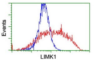 LIMK1 / LIMK Antibody (clone OTI6B4)
