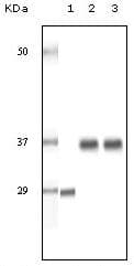SRA1 / SRA Antibody (clone 1D4H8)
