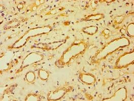 BSND / Barttin Antibody (aa54-320)