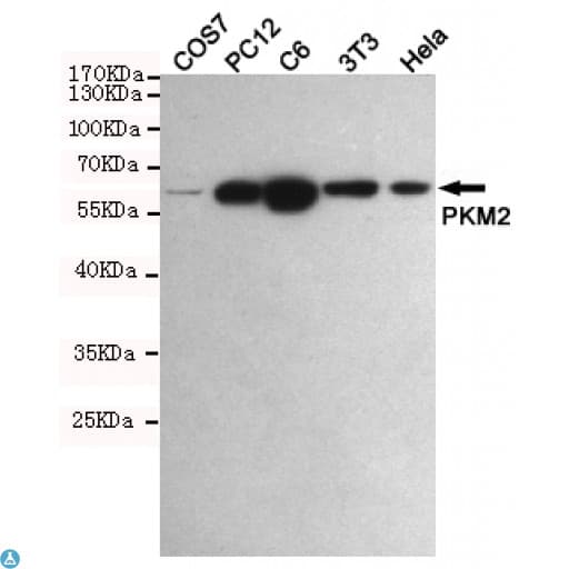 PKM / Pyruvate Kinase, Muscle Antibody