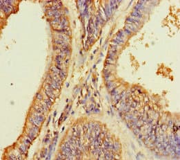 GPR173 / SREB3 Antibody
