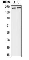 Polyclonal Rabbit anti-Human ESPL1 / Separase Antibody (phospho-Ser801, IHC, IF, WB)