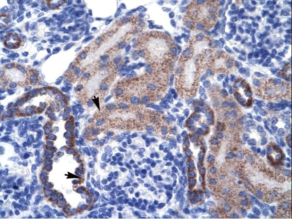 RGS13 Antibody (aa77-126)